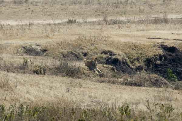 09 - Tanzania - Leon - crater del Ngorongoro